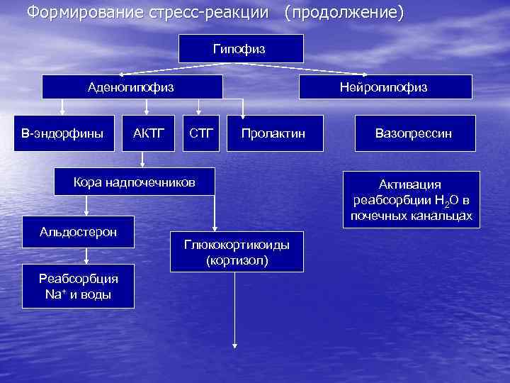 Формирование стресс-реакции (продолжение) Гипофиз Аденогипофиз Β-эндорфины АКТГ Нейрогипофиз СТГ Пролактин Кора надпочечников Альдостерон Реабсорбция