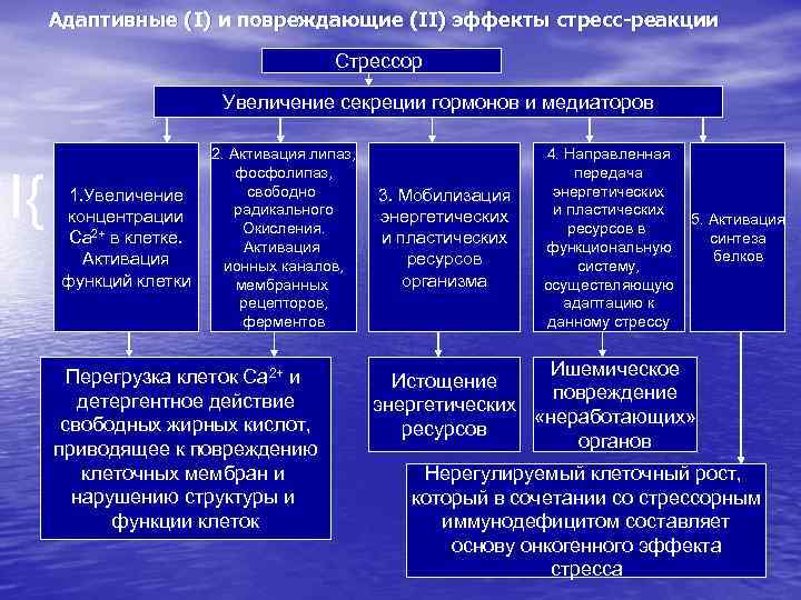 Патофизиология стресса презентация