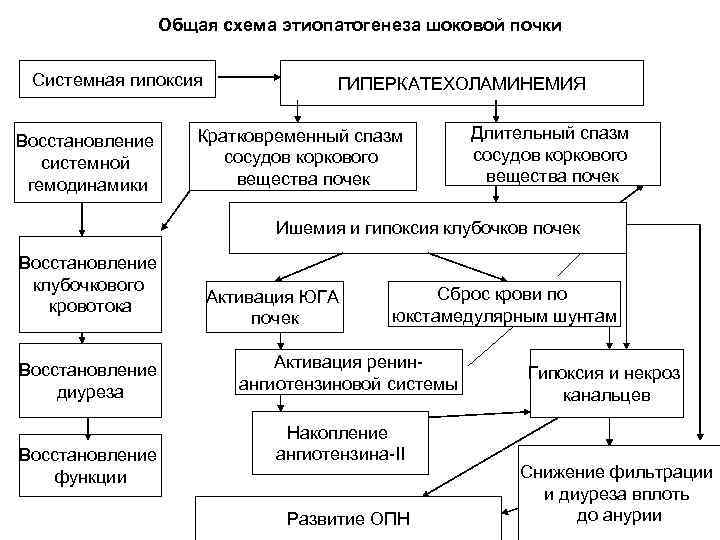 Общая схема этиопатогенеза шоковой почки Системная гипоксия Восстановление системной гемодинамики ГИПЕРКАТЕХОЛАМИНЕМИЯ Кратковременный спазм сосудов