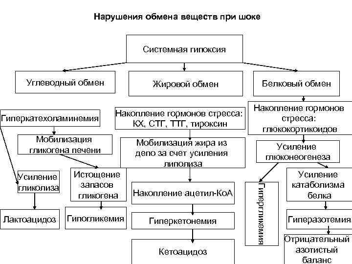 Нарушения обмена веществ при шоке Системная гипоксия Углеводный обмен Гиперкатехоламинемия Жировой обмен Накопление гормонов