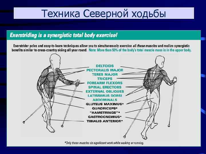 Технологическая карта физиология лесгафта