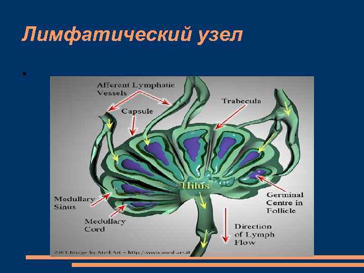 Лимфатический узел • 