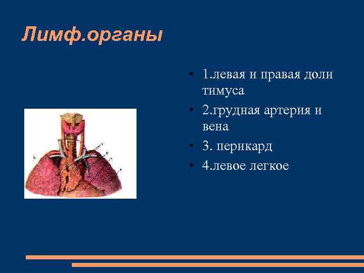 Лимф. органы • 1. левая и правая доли тимуса • 2. грудная артерия и