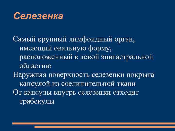 Селезенка Самый крупный лимфоидный орган, имеющий овальную форму, расположенный в левой эпигастральной областию Наружняя