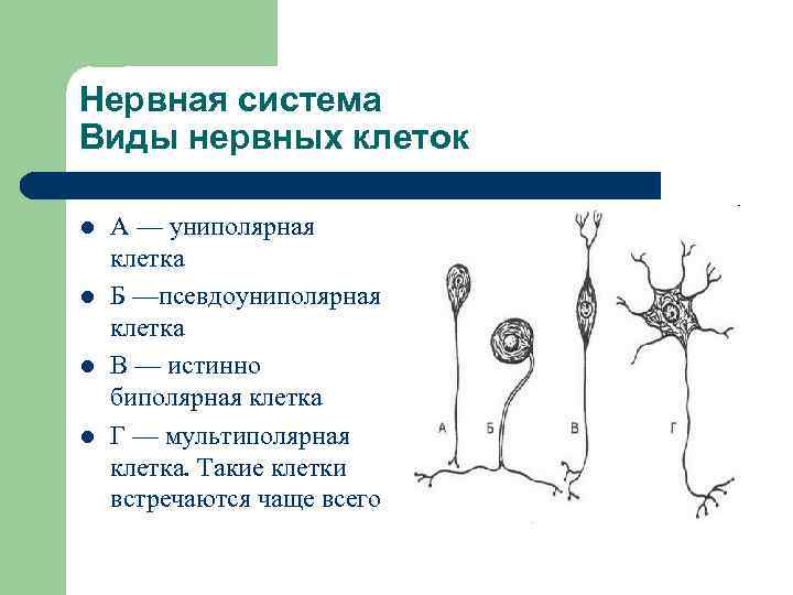 Псевдоуниполярный нейрон обозначен на рисунке