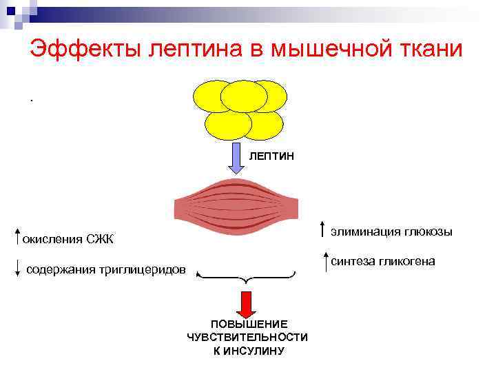 Эффекты лептина в мышечной ткани. ЛЕПТИН элиминация глюкозы окисления СЖК синтеза гликогена содержания триглицеридов