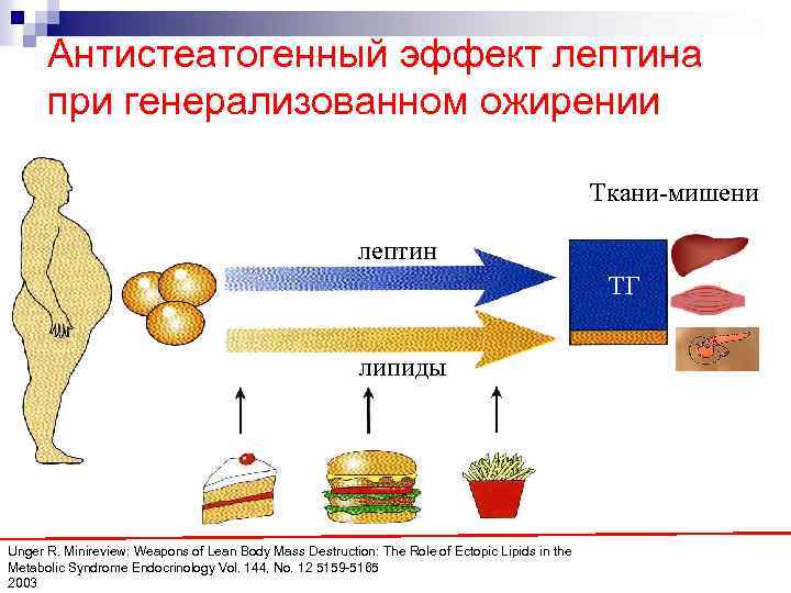 Антистеатогенный эффект лептина при генерализованном ожирении Ткани-мишени лептин ТГ липиды Unger R. Minireview: Weapons