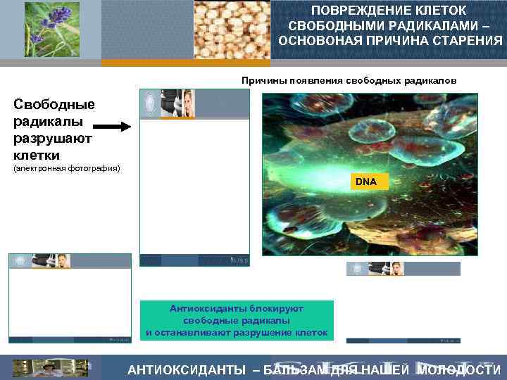 ПОВРЕЖДЕНИЕ КЛЕТОК СВОБОДНЫМИ РАДИКАЛАМИ – ОСНОВОНАЯ ПРИЧИНА СТАРЕНИЯ Причины появления свободных радикалов Свободные радикалы