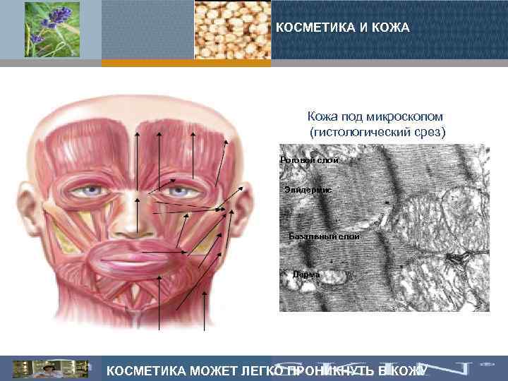 КОСМЕТИКА И КОЖА Кожа под микроскопом (гистологический срез) Роговой слой Эпидермис Базальный слой Дерма