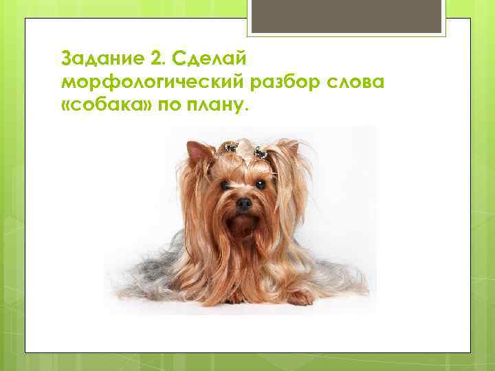 Задание 2. Сделай морфологический разбор слова «собака» по плану. 