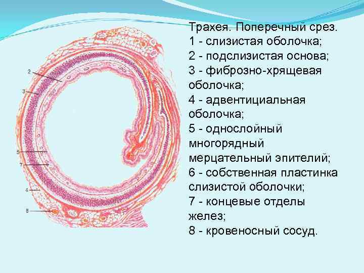 Трахея. Поперечный срез. 1 - слизистая оболочка; 2 - подслизистая основа; 3 - фиброзно-хрящевая