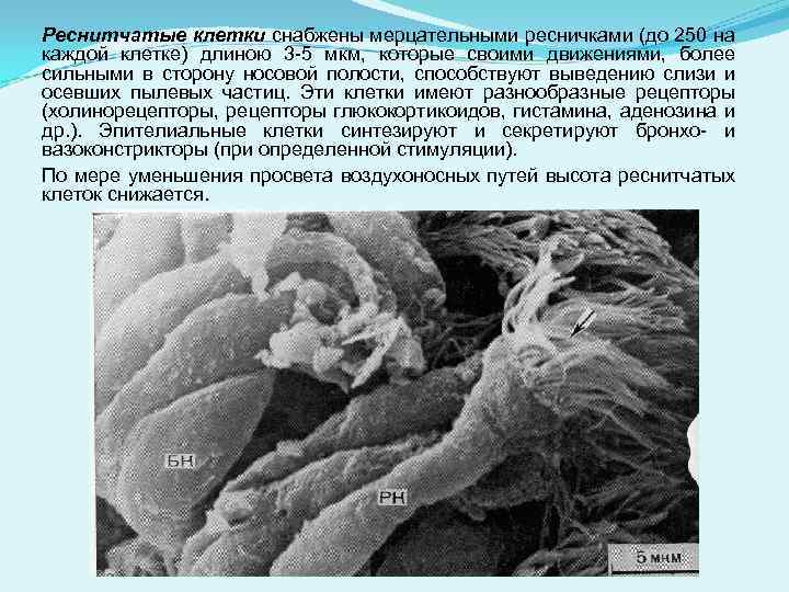 Реснитчатые клетки снабжены мерцательными ресничками (до 250 на каждой клетке) длиною 3 -5 мкм,