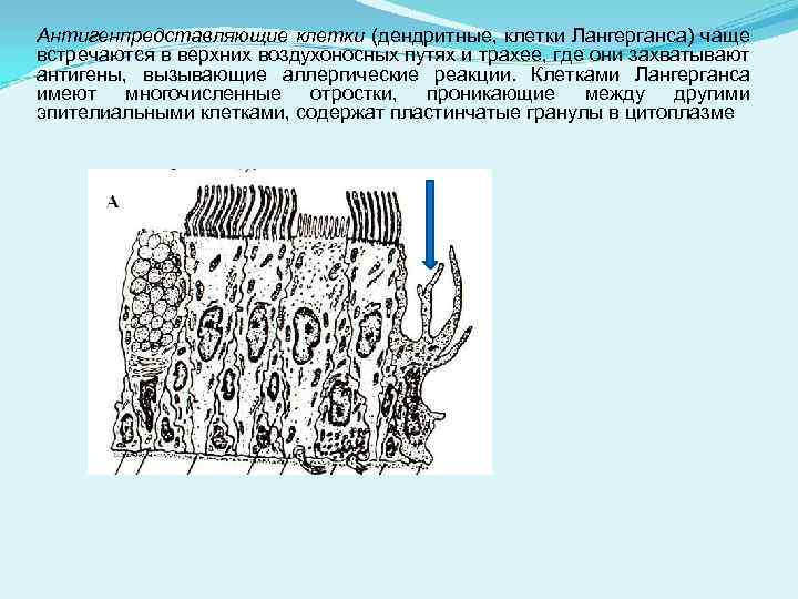 Антигенпредставляющие клетки (дендритные, клетки Лангерганса) чаще встречаются в верхних воздухоносных путях и трахее, где