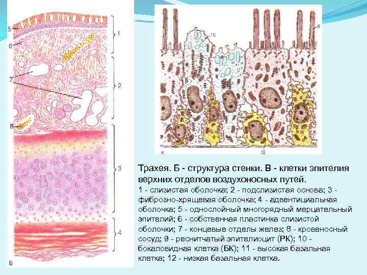 Трахея. Б - структура стенки. В - клетки эпителия верхних отделов воздухоносных путей. 1