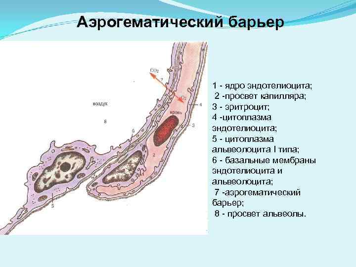 Аэрогематический барьер 1 - ядро эндотелиоцита; 2 -просвет капилляра; 3 - эритроцит; 4 -цитоплазма