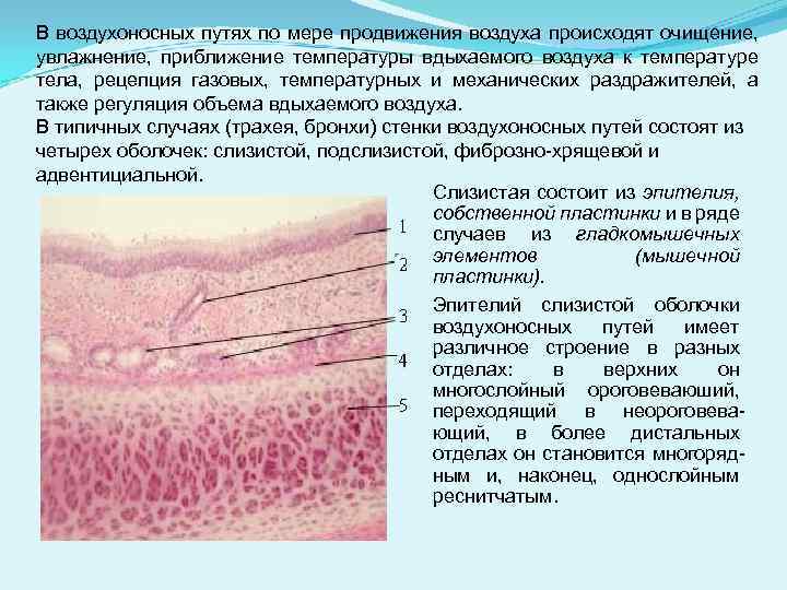 В воздухоносных путях по мере продвижения воздуха происходят очищение, увлажнение, приближение температуры вдыхаемого воздуха