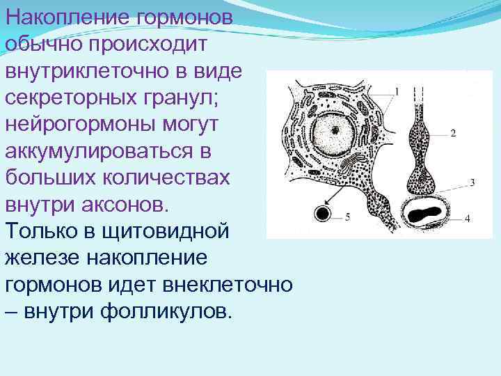 Накопление гормонов обычно происходит внутриклеточно в виде секреторных гранул; нейрогормоны могут аккумулироваться в больших