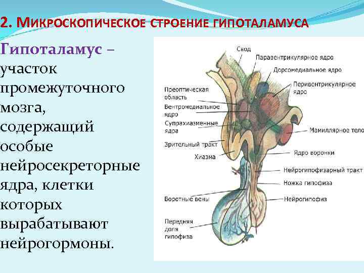 Каковы функции таламуса и гипоталамуса