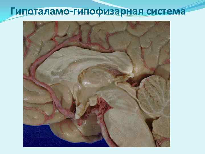Гипоталамо-гипофизарная система 