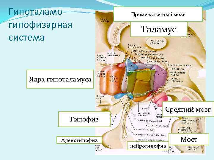 Гипоталамогипофизарная система Промежуточный мозг Таламус Ядра гипоталамуса Средний мозг Гипофиз Аденогипофиз нейрогипофиз Мост 