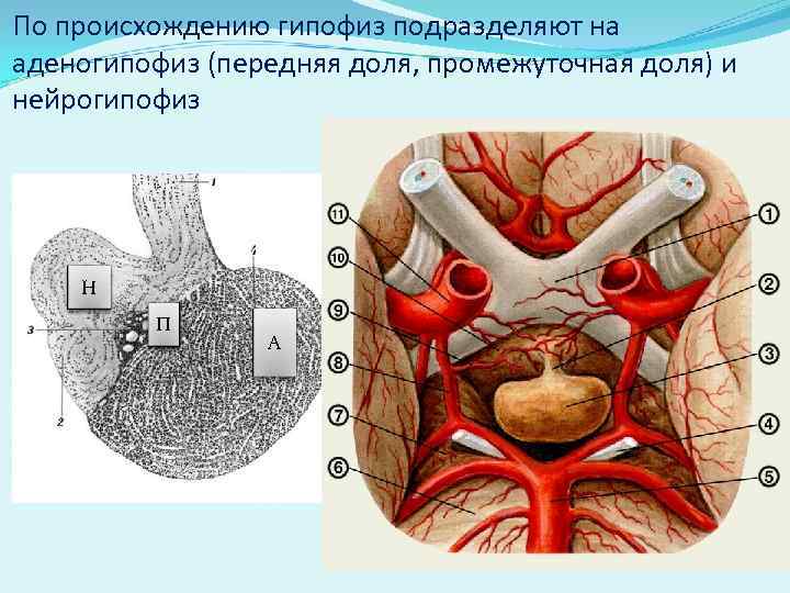 По происхождению гипофиз подразделяют на аденогипофиз (передняя доля, промежуточная доля) и нейрогипофиз Н П