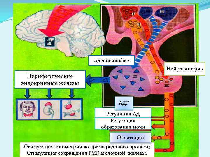 Аденогипофиз. Регуляция секреции нейрогипофиза. Аденогипофиз и нейрогипофиз. Аденогипофиз и нейрогипофиз функции. Периферические железы регуляция.