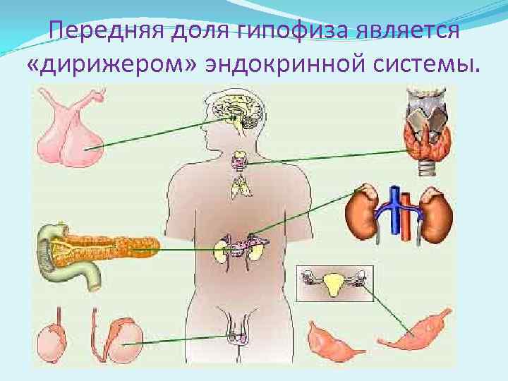 Передняя доля гипофиза является «дирижером» эндокринной системы. 