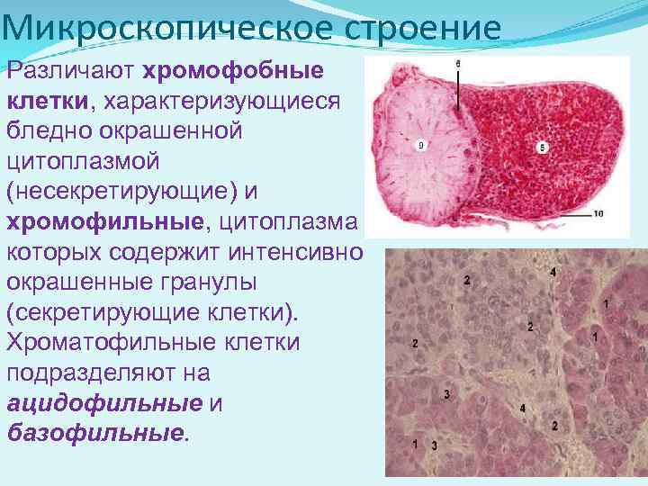 Изучение микроскопического строения. Хромофобные аденоциты гипофиза гистология. Хромофобные аденоциты типы клеток. Ацидофильные аденоциты гипофиза:. Ацидофильные клетки гистология.