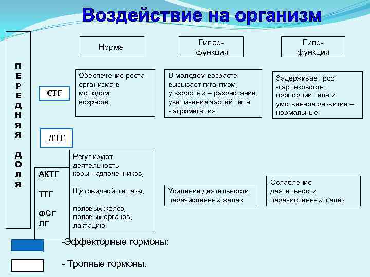 Гиперфункция Гипофункция В молодом возрасте вызывает гигантизм, у взрослых – разрастание, увеличение частей тела