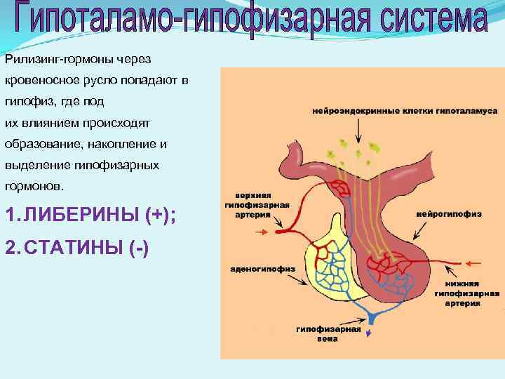 Гипофиз выделение гормонов