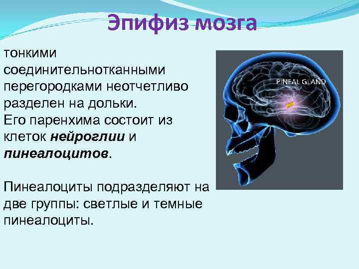 Эпифиз мозга тонкими соединительнотканными перегородками неотчетливо разделен на дольки. Его паренхима состоит из клеток