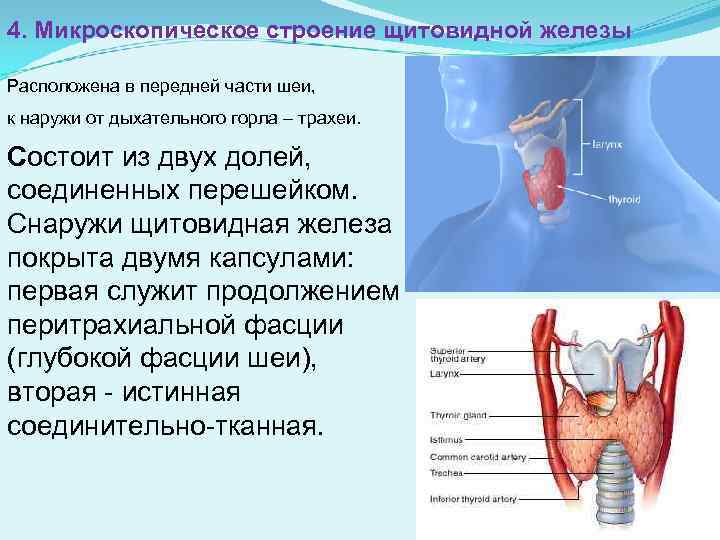 В какой полости расположена щитовидная железа. Макроскопическое строение щитовидной железы. Щитовидка строение анатомия. Внешнее строение щитовидной железы описание. Щитовидная железа строение и функции анатомия.