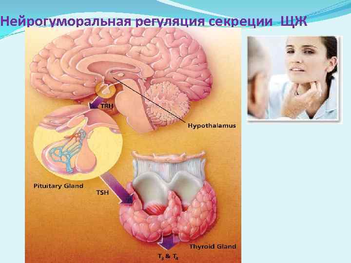Нейрогуморальная регуляция секреции ЩЖ 