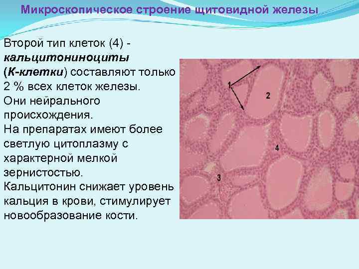 Клетки щитовидной железы. Парафолликулярные клетки щитовидной железы, строение. Дольчатое строение щитовидной железы гистология. Кальцитониноциты гистология. Микроскопическое строение щитовидной железы.