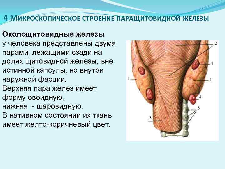 4 МИКРОСКОПИЧЕСКОЕ СТРОЕНИЕ ПАРАЩИТОВИДНОЙ ЖЕЛЕЗЫ Околощитовидные железы у человека представлены двумя парами, лежащими сзади