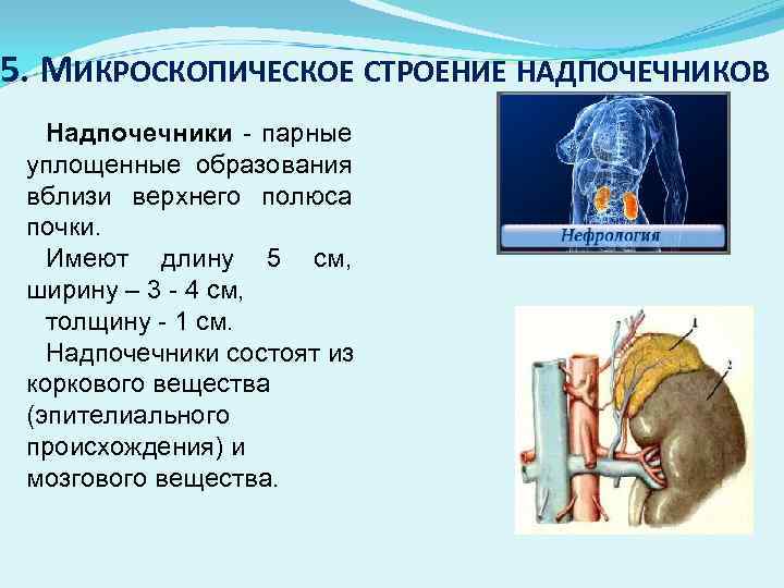 5. МИКРОСКОПИЧЕСКОЕ СТРОЕНИЕ НАДПОЧЕЧНИКОВ Надпочечники - парные уплощенные образования вблизи верхнего полюса почки. Имеют