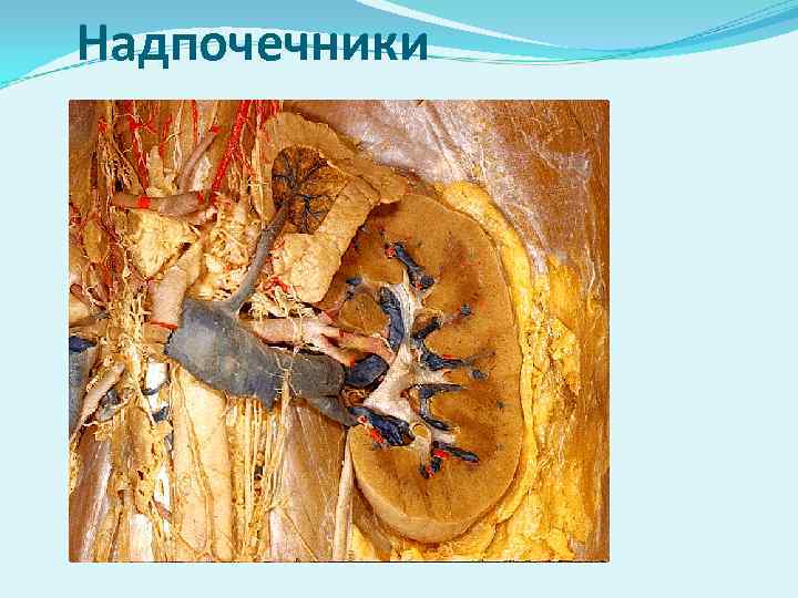 Надпочечники 