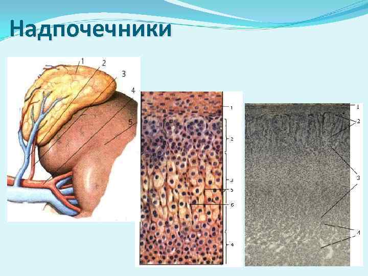 Надпочечники 