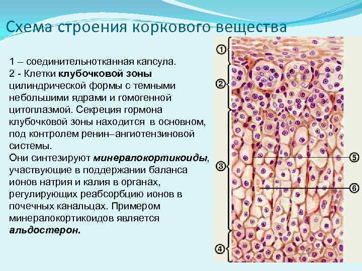 Клеточные элементы представлены. Зоны коркового вещества. Зоны коркового вещества надпочечников. Строение коркового вещества. Строение коркового вещества надпочечников.