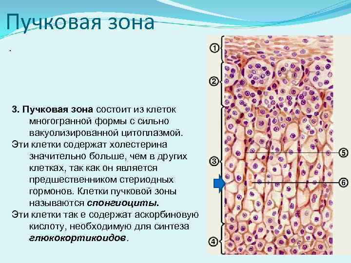 Клеточная зона. Пучковая зона. Пучковая зона надпочечников. Строение пучковой зоны. Пучковые клетки.