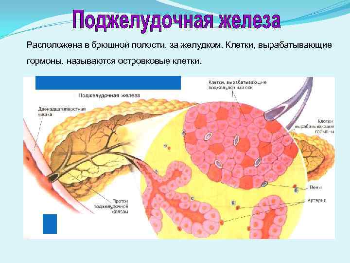 Железистые клетки печени. Бета клетки поджелудочной железы вырабатывают. Альфа и бета клетки поджелудочной железы. Гамма клетки поджелудочной железы. B клетки поджелудочной железы.