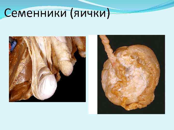 Семенники (яички) 