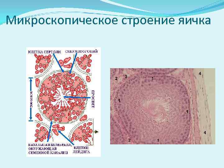 Микроскопическое строение яичка 