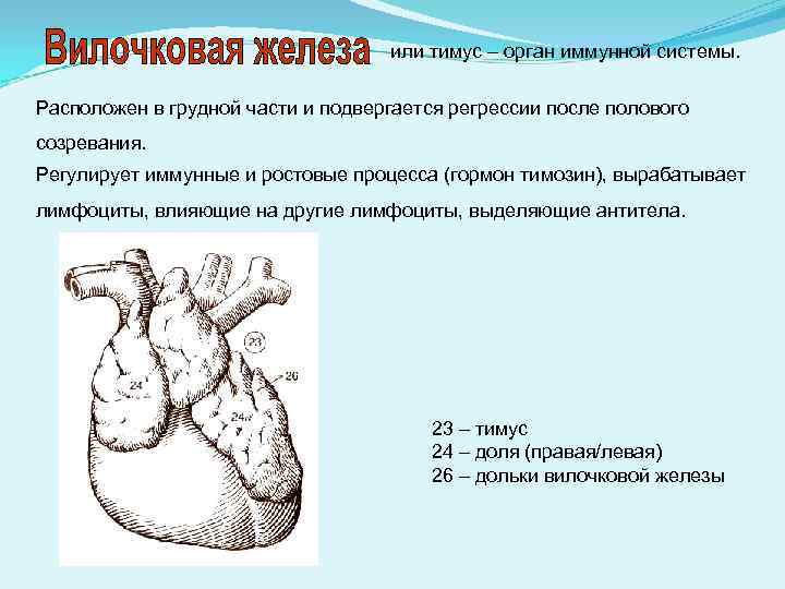 или тимус – орган иммунной системы. Расположен в грудной части и подвергается регрессии после