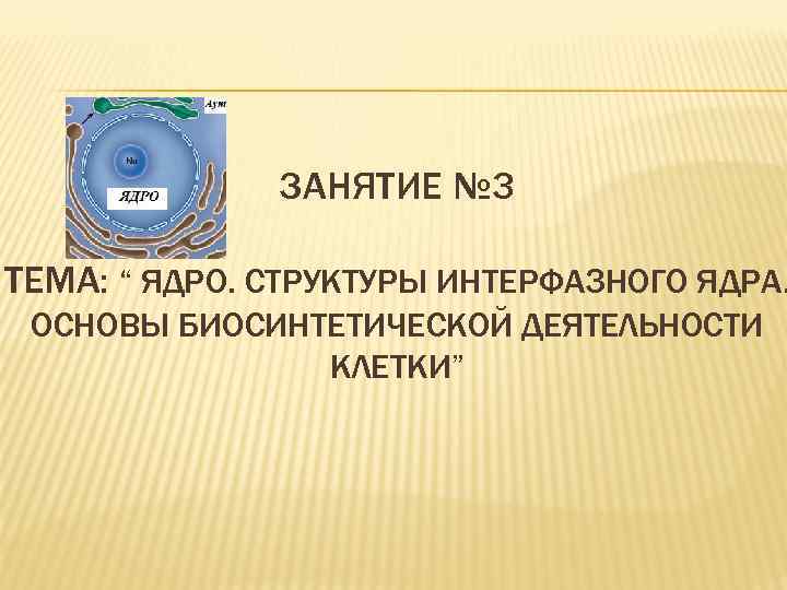 ЗАНЯТИЕ № 3 ТЕМА: “ ЯДРО. СТРУКТУРЫ ИНТЕРФАЗНОГО ЯДРА. ОСНОВЫ БИОСИНТЕТИЧЕСКОЙ ДЕЯТЕЛЬНОСТИ КЛЕТКИ” 