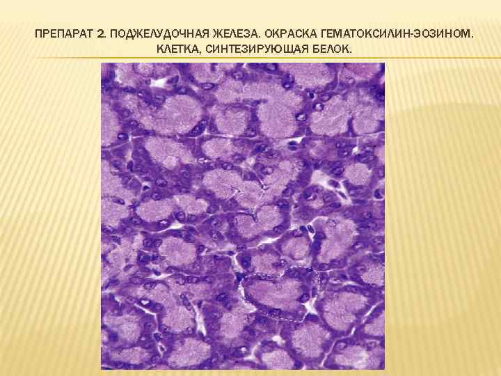 ПРЕПАРАТ 2. ПОДЖЕЛУДОЧНАЯ ЖЕЛЕЗА. ОКРАСКА ГЕМАТОКСИЛИН-ЭОЗИНОМ. КЛЕТКА, СИНТЕЗИРУЮЩАЯ БЕЛОК. 