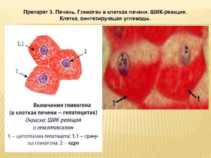 Препарат 3. Печень. Гликоген в клетках печени. ШИК-реакция. Клетка, синтезирующая углеводы. 