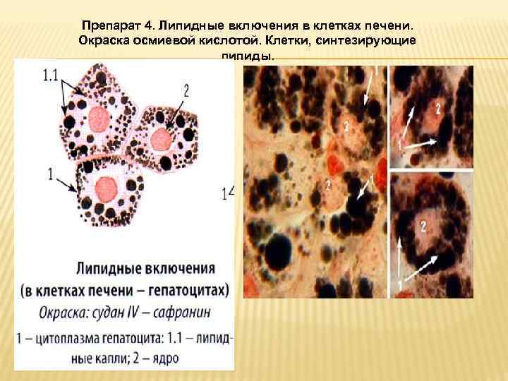 Включения цитоплазмы имеющие собственную окраску. Жировые включения в клетках печени аксолотля. Включения жира в клетках печени гистология. Жировые включения в клетках печени окраска. Окраска осмиевой кислотой гистология.