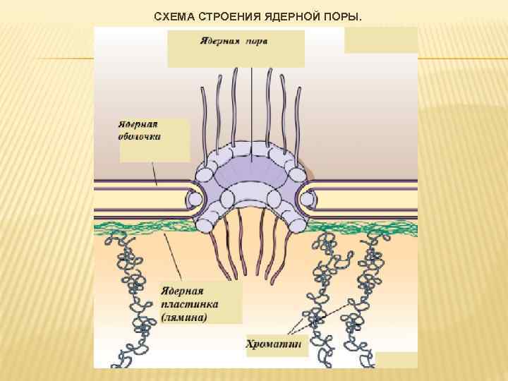 Исчезновение ядерной оболочки происходит в фазе