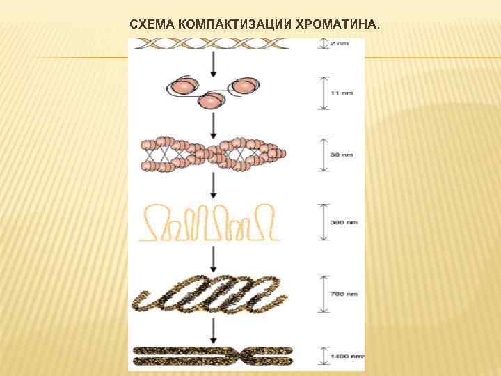 Компактизация хроматина